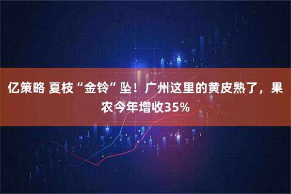 亿策略 夏枝“金铃”坠！广州这里的黄皮熟了，果农今年增收35%