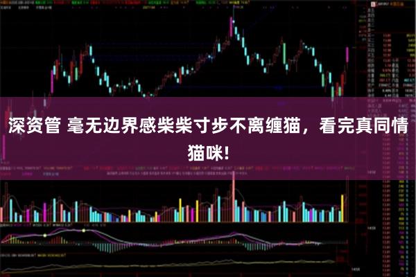 深资管 毫无边界感柴柴寸步不离缠猫，看完真同情猫咪!